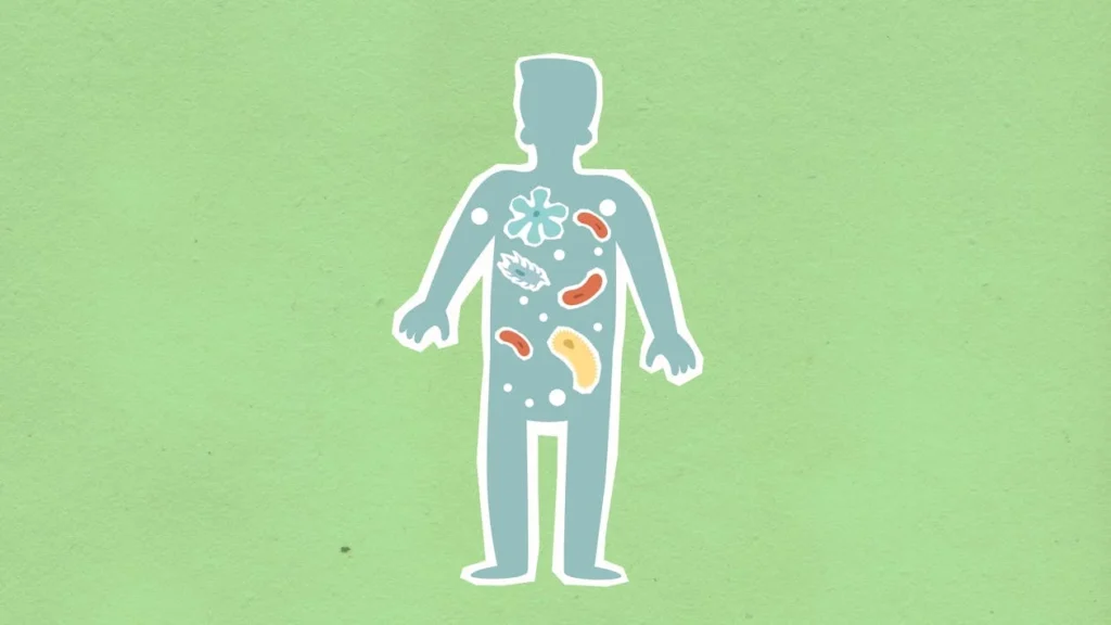 While most discussions on post-workout nutrition focus on protein, carbohydrates, and hydration, gut health plays a hidden but crucial role in recovery. A healthy digestive system ensures that the body absorbs essential nutrients efficiently, reduces inflammation, and prevents digestive discomfort that could interfere with physical therapy. For amputees, a well-functioning gut can make the difference between sluggish recovery and optimal healing.